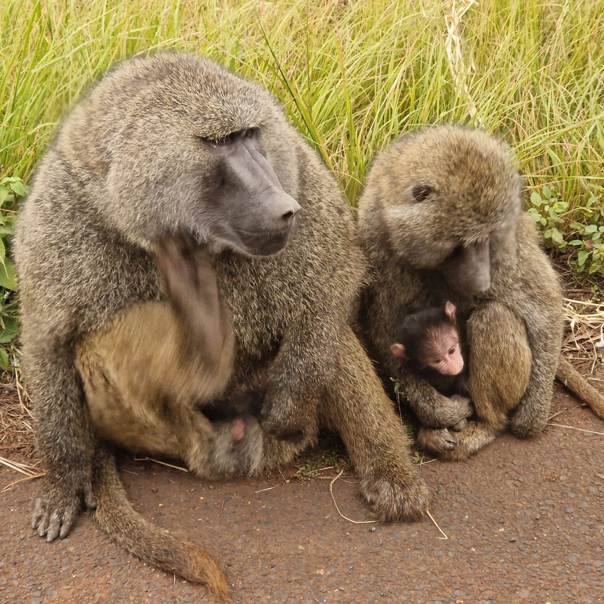 Paviane mit Baby