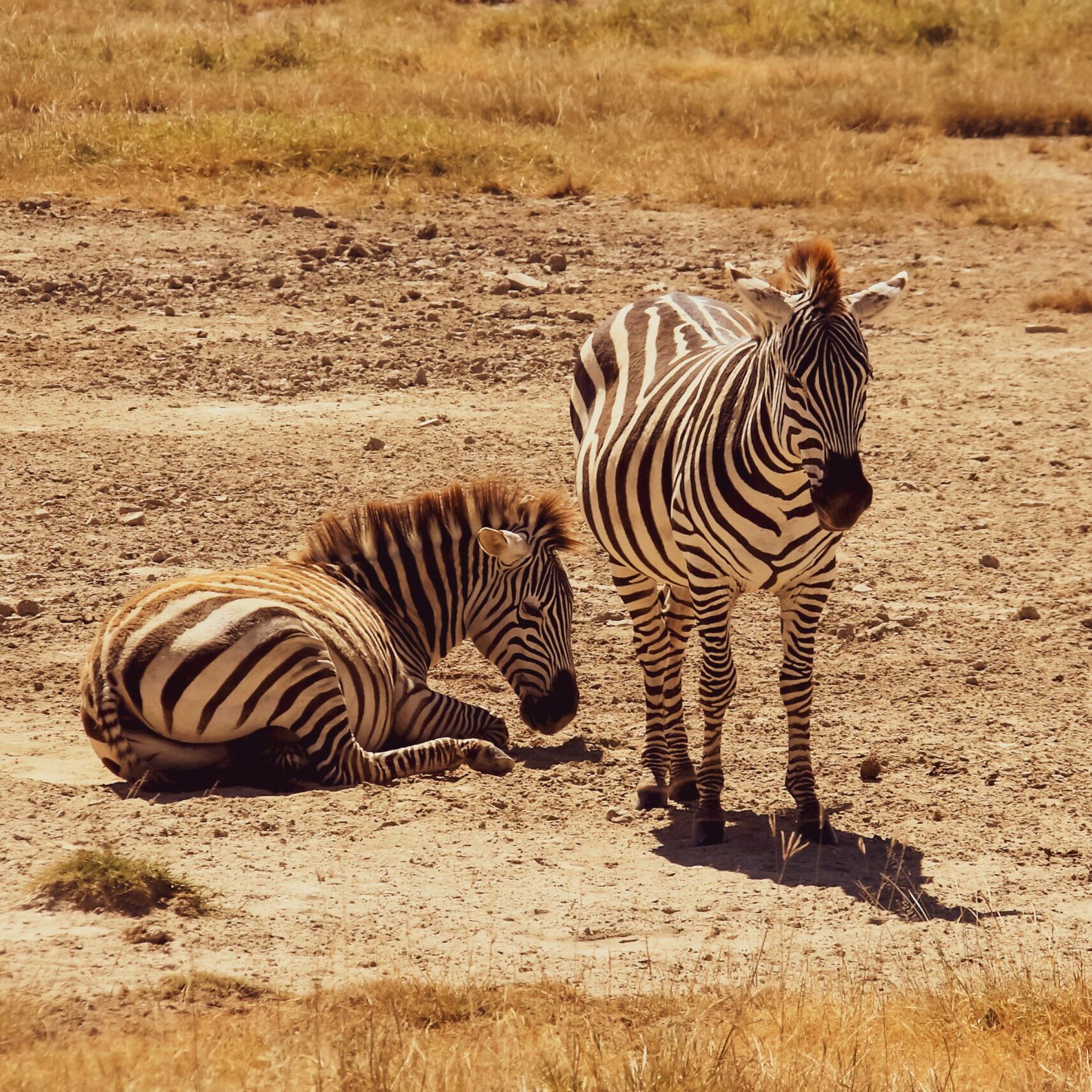 Zebras im Ngorongoro Crater