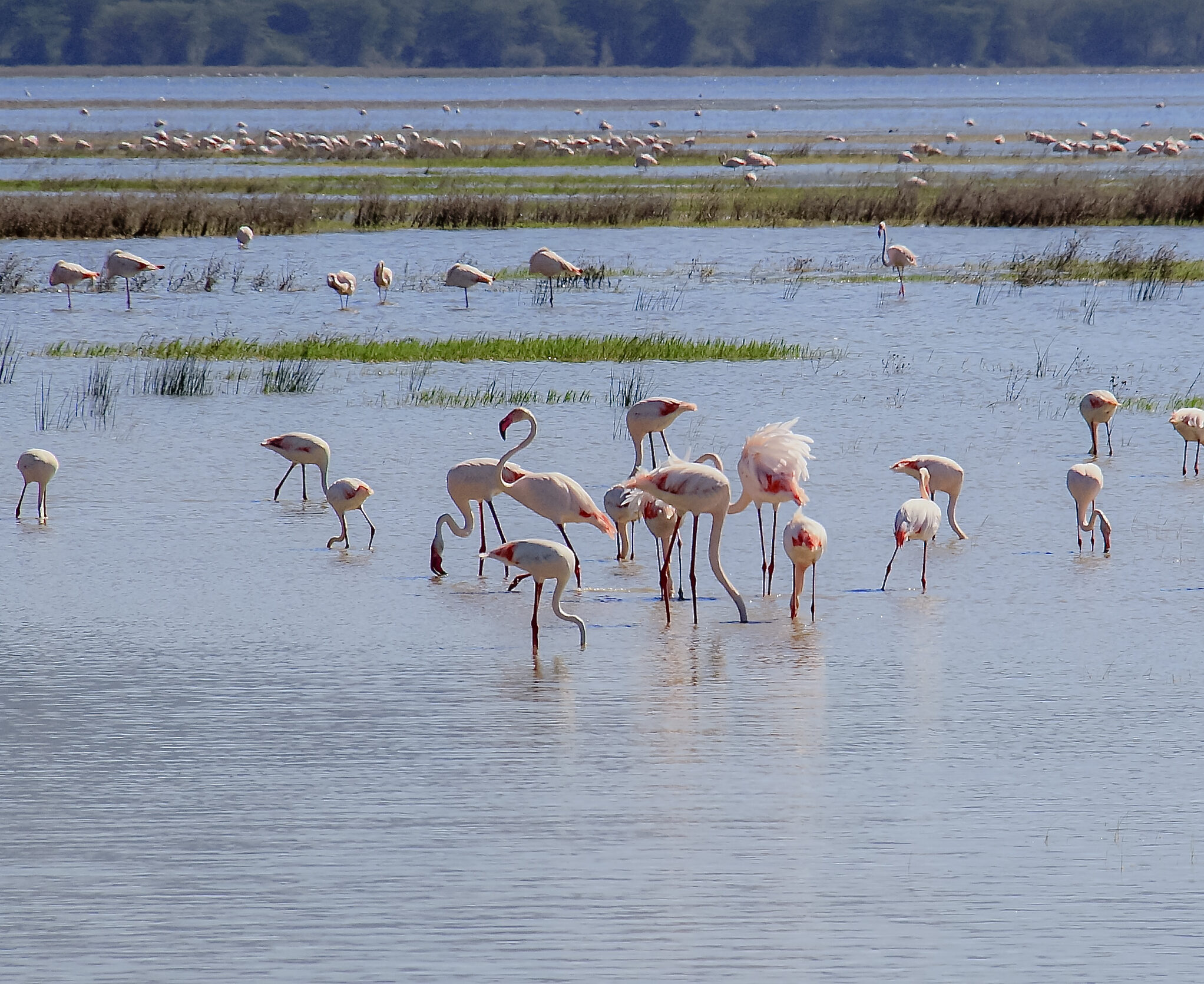 Flamingos