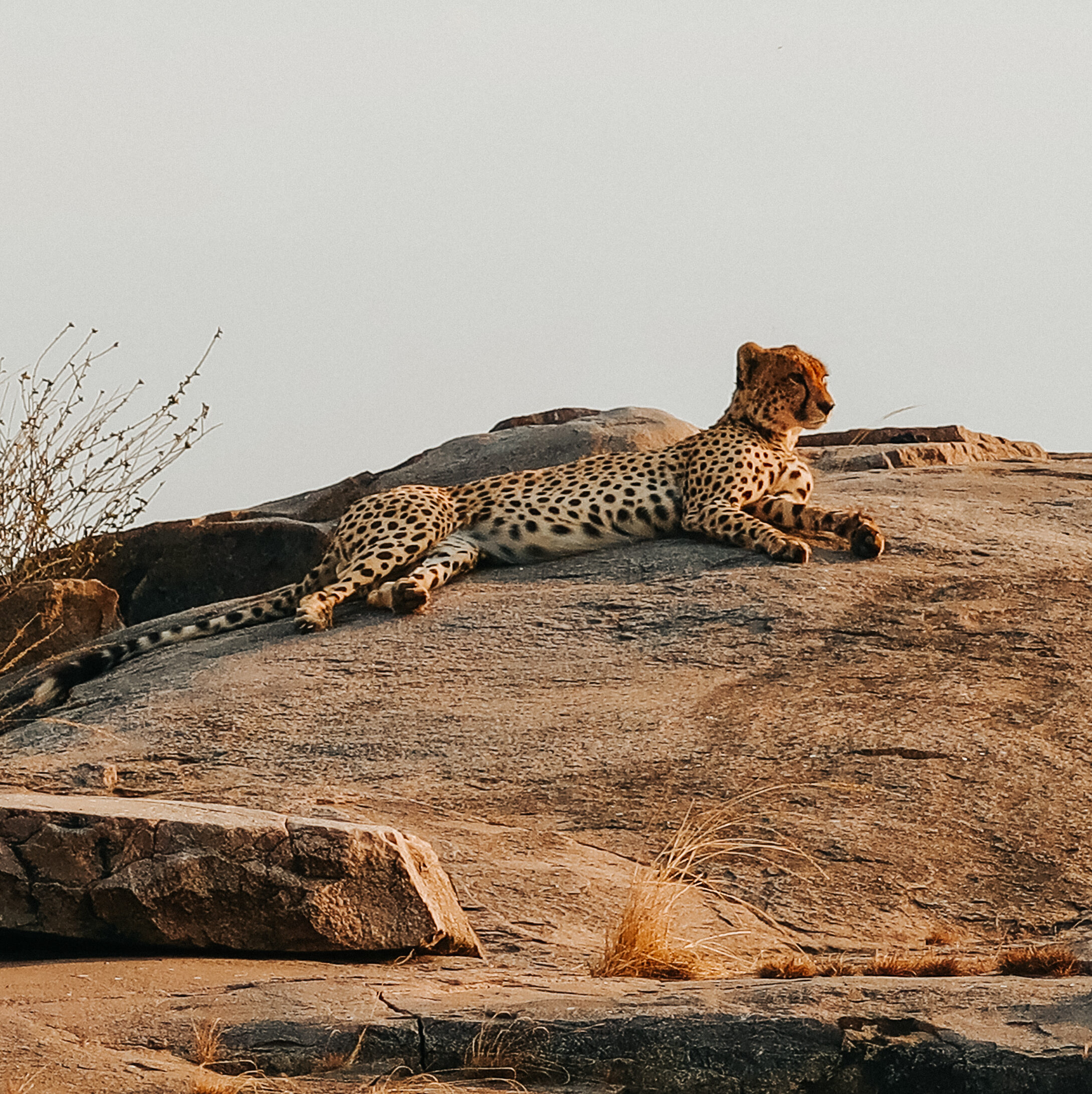 Cheetah in der Serengeti