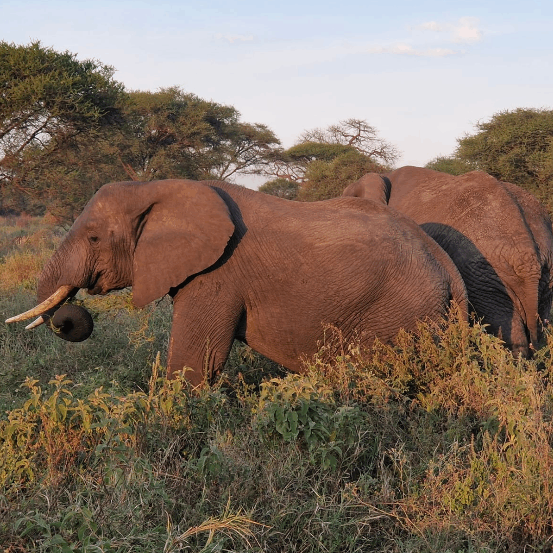 Elefanten im Tarangire Nationalpark