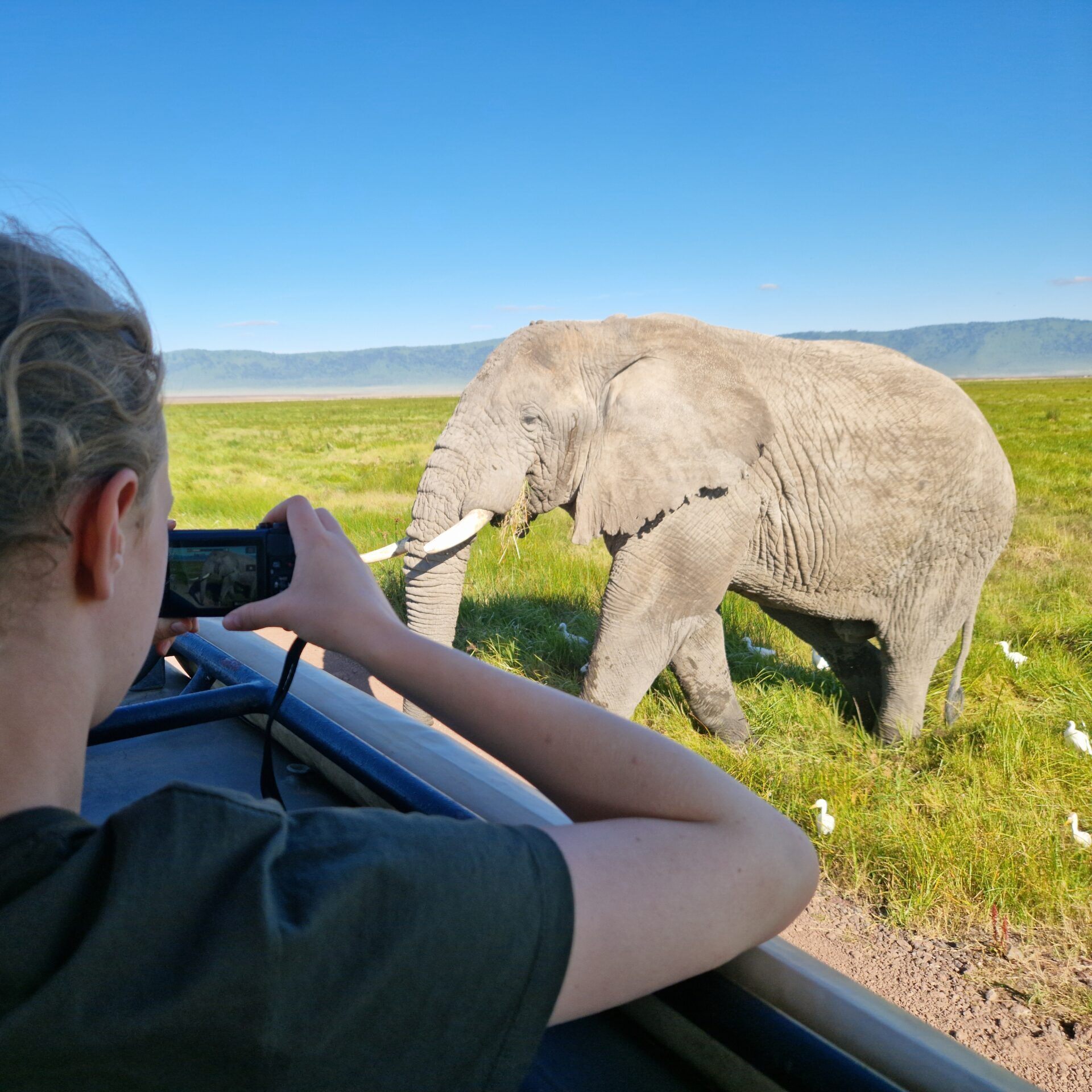 Elefant im Ngorongoro Crater