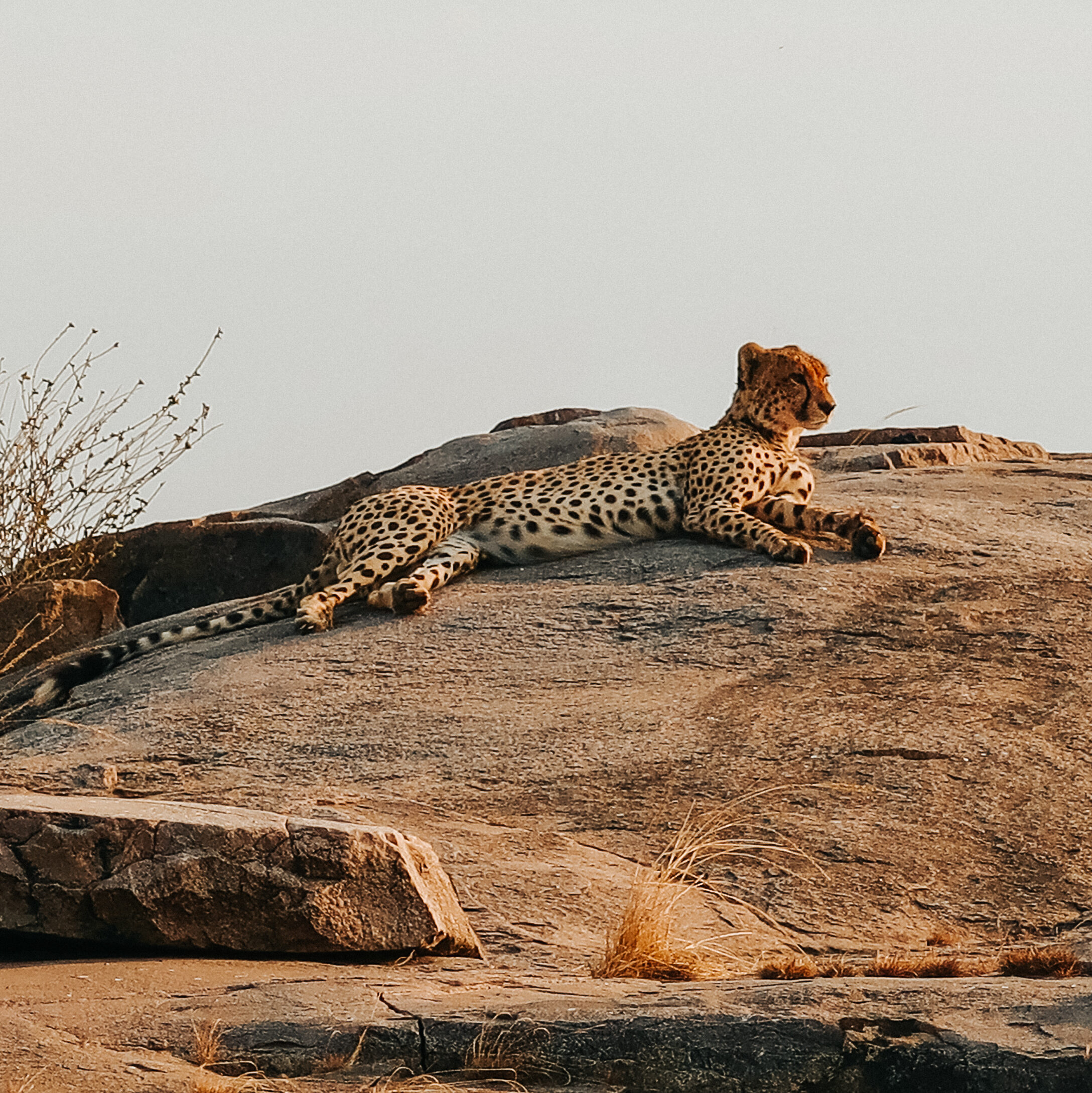 Cheetah in der Serengeti