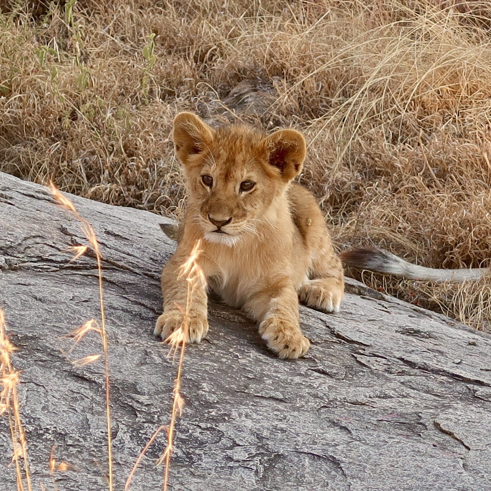 Kleiner Löwe Simba in der Serengeti